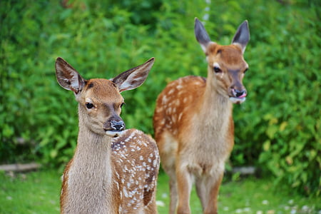 two brown deers thumbnail