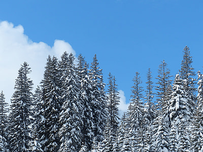 snow covered pine trees during day thumbnail