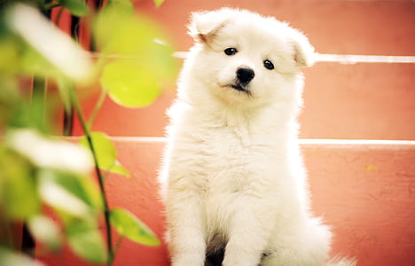 white Indian spitz puppy thumbnail