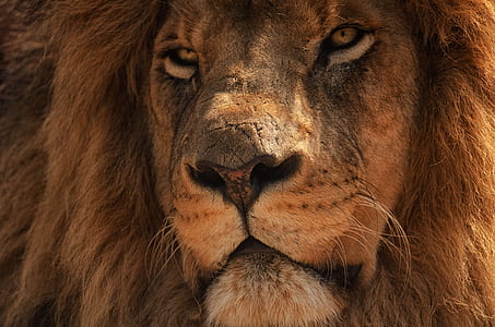 close up photography of male lion thumbnail