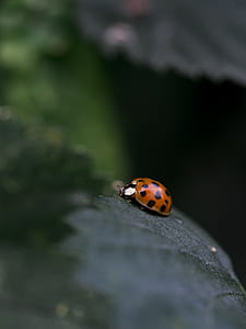 selective focus of red ladybug on grey leaf thumbnail
