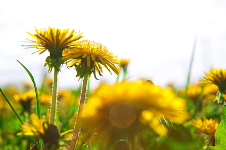 yellow flowers under white sky thumbnail
