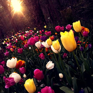 Yellow and White Tulips Field thumbnail