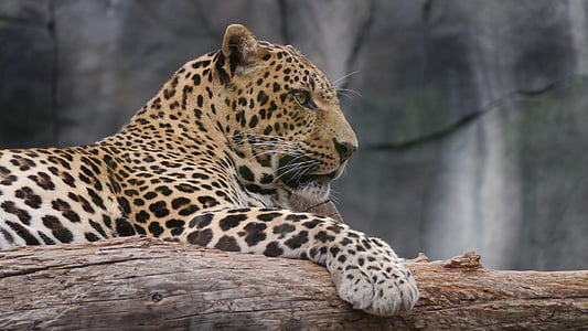 photo of brown leopard on tree log during daytime thumbnail