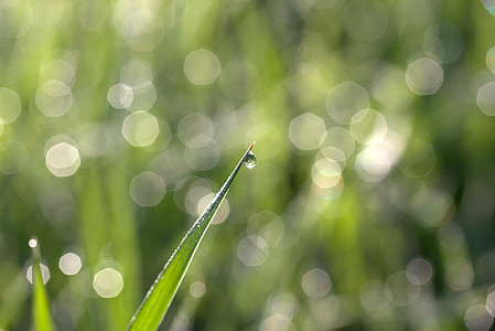 shallow focus photography of water droplet thumbnail