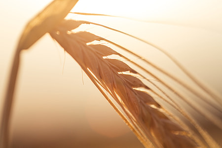 Golden Wheat Ears thumbnail