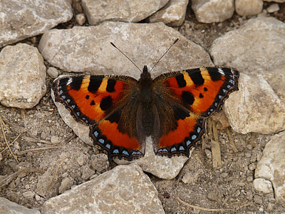 red and black butterfly thumbnail