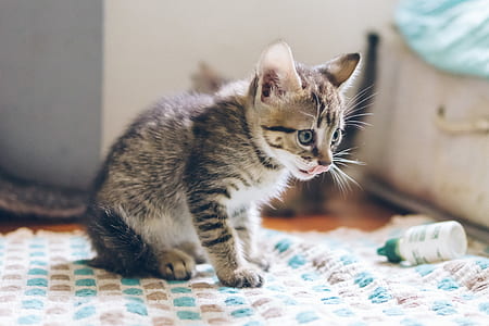 brown tabby kitten sitting near drop bottle thumbnail
