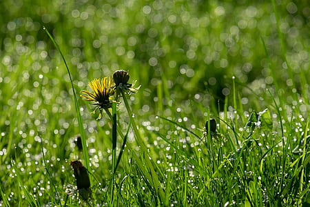 yellow flowering plant thumbnail