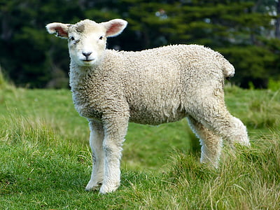 lamb on lawn thumbnail