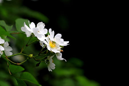 macro photograph of white petaled flowers thumbnail