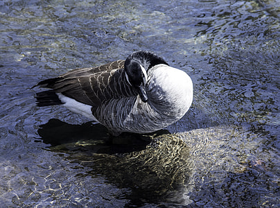 Canadian Goose Preening itself thumbnail