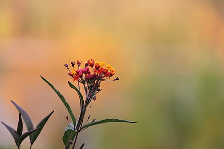 macro photography of red and yellow petaled flower thumbnail