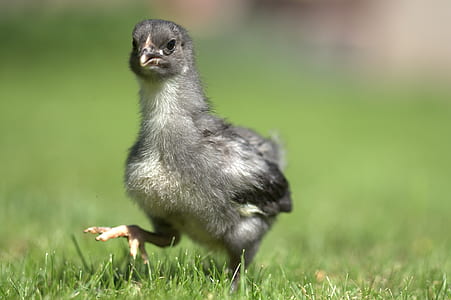 selective focus photo of gray chick walking on green grass field thumbnail