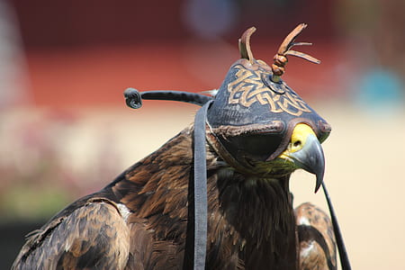 bird, animal, beak, feathers thumbnail