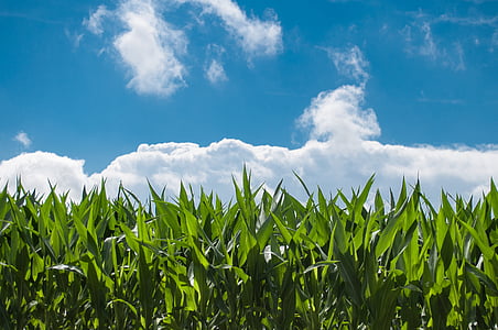 green corn plant under blue sky thumbnail