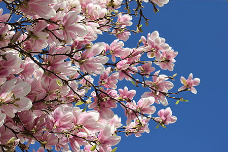 pink flowers under clear blue sky thumbnail
