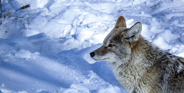 gray wolf on snow thumbnail