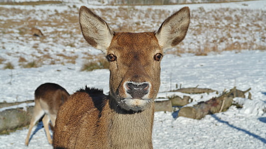 brown deer during daytime thumbnail