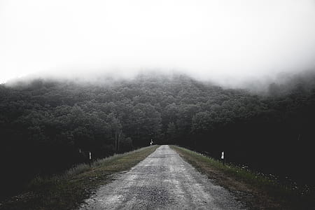 gray pathway between green trees under cloudy sky during daytime shallow focus photography thumbnail