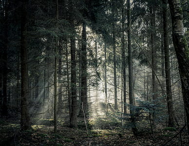 Green Tree Forest thumbnail