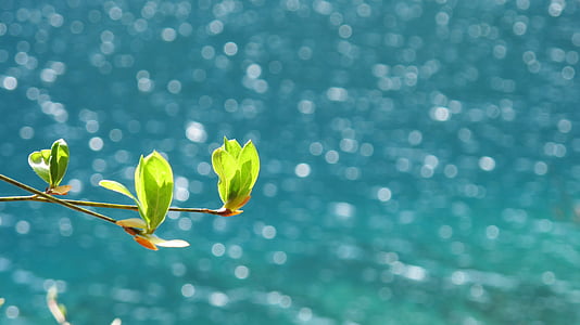shallow focus green leafs thumbnail