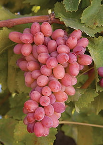 red grapes thumbnail