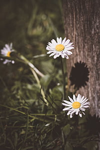 photo of white daisy flowers near brown tree trunk during daytime thumbnail