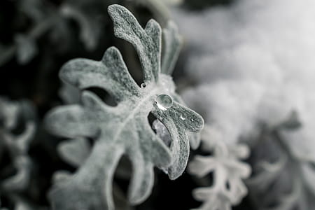 Green Frosted Leaf Plant thumbnail