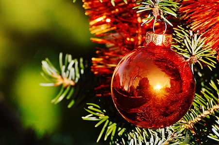 close-up photography of red baubles hanging on green pine tree thumbnail