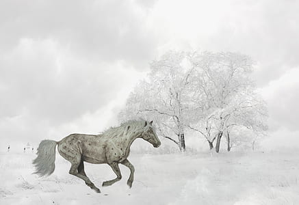 white horse against white tree thumbnail