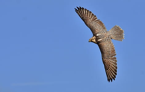 brown and gray bird thumbnail