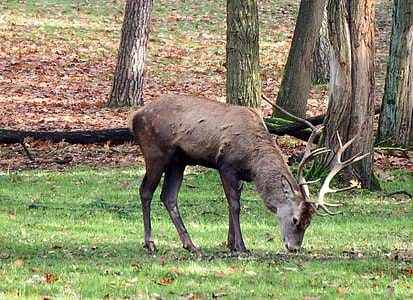 Deer on forest thumbnail