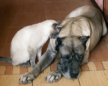 Siamese cat near gray and black short-coated dog thumbnail