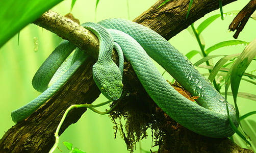 green viper on branch thumbnail
