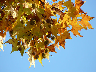 Leaves, Maple Leaved Plane thumbnail