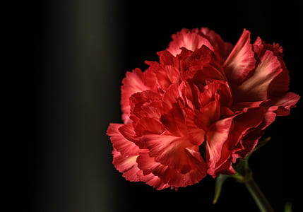 red carnation flower isolated on black background thumbnail