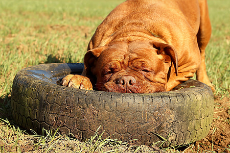 Barbara De Bordeaux, Dogue De Bordeaux thumbnail