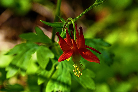 Sitka Columbine, Crimson Columbine thumbnail