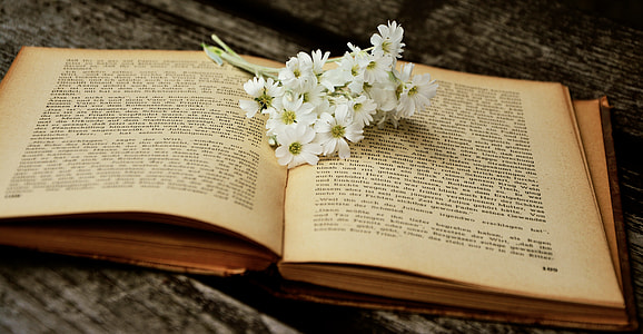 white daisy, flowers, book, old book, read, used thumbnail