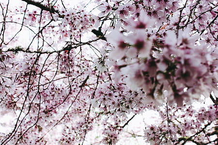 close up photography of purple cherry blossoms in bloom thumbnail