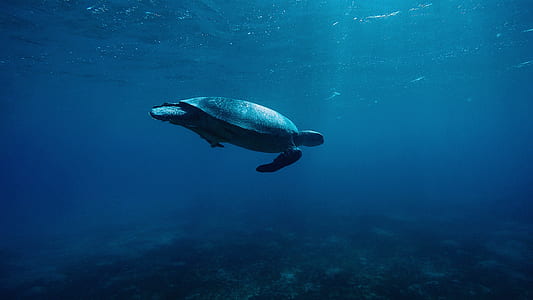 underwater photography of gray turtle in body of water thumbnail