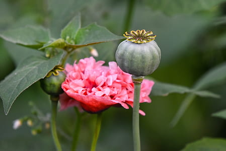 green poppy seed bud in close up photography thumbnail