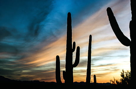 View of Saguaro Cactus during sunset thumbnail