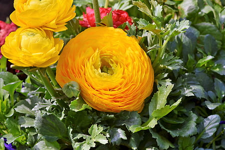 yellow and red petaled flowers thumbnail
