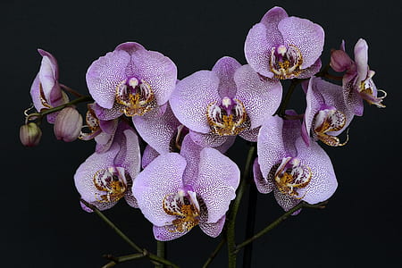 purple petaled flower close-up photography thumbnail