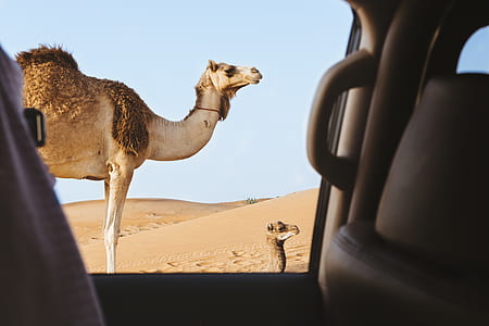 camel view from car window thumbnail
