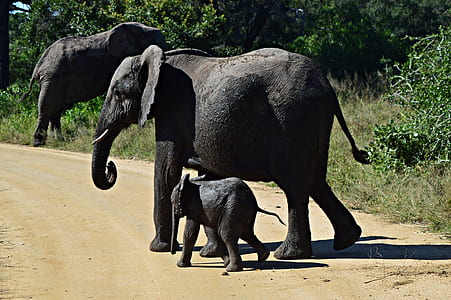 elephant walking on road thumbnail