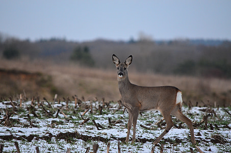 brown deer thumbnail