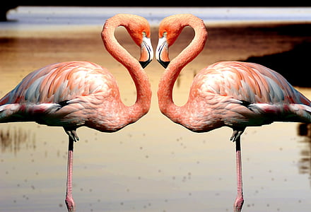 two pink flamingo standing on waters thumbnail